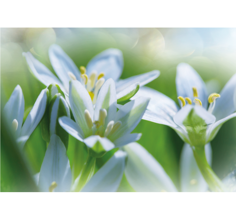 Foto tapete cvijet nježni bijeli cvjetovi - TenStickers