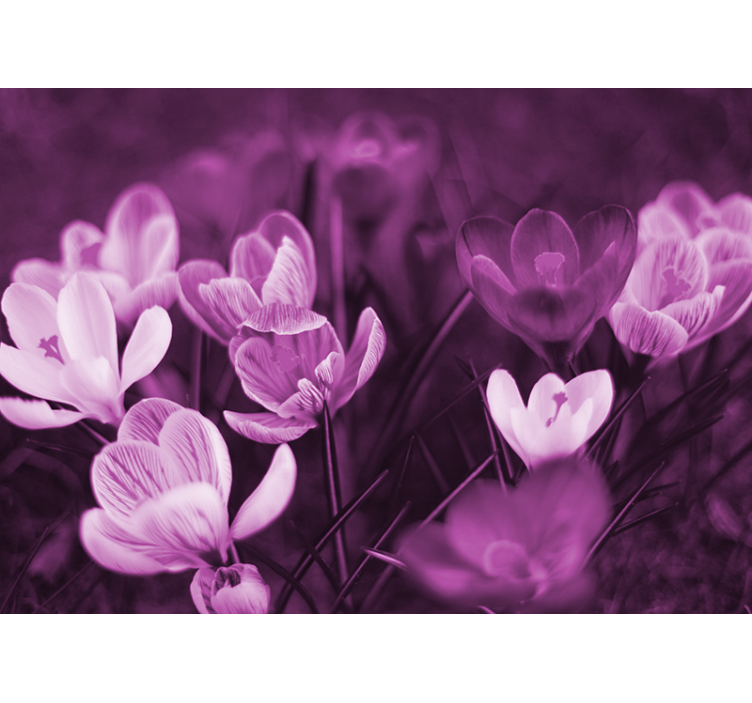 Foto tapete od maka nježni cvjetni cvat - TenStickers