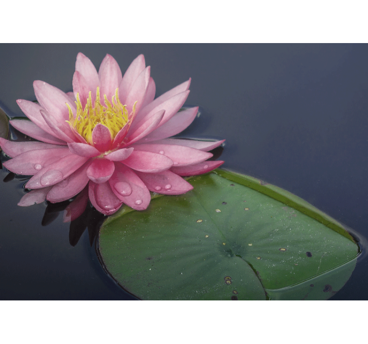 Ostale zidne freske spokojan ružičasti loto - TenStickers