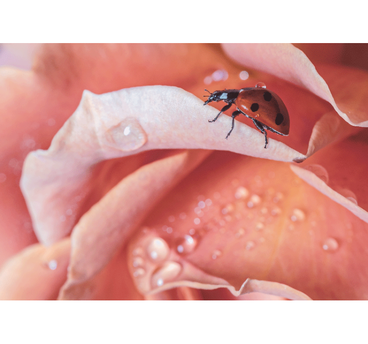 Foto tapete cvijet bubamara na laticu - TenStickers