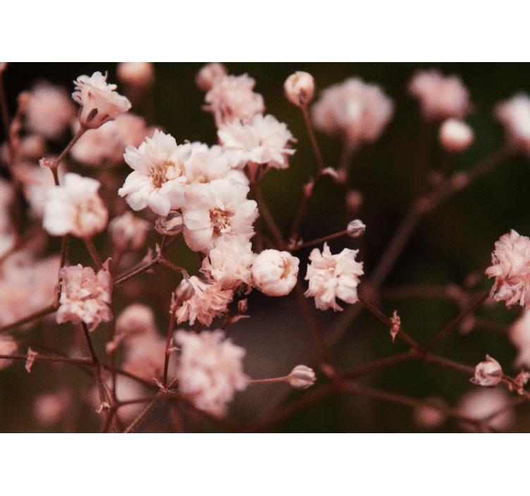 Foto tapete cvijet delikatni cvjetovi u cvatu - TenStickers