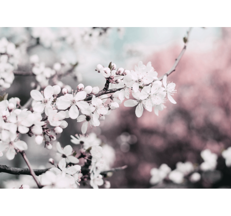 Foto tapete cvijet sakura cvijetna grana - TenStickers