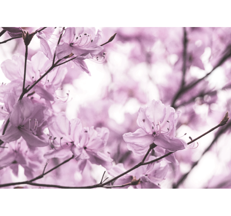 Foto tapete cvijet nježni ružičasti cvjetovi - TenStickers