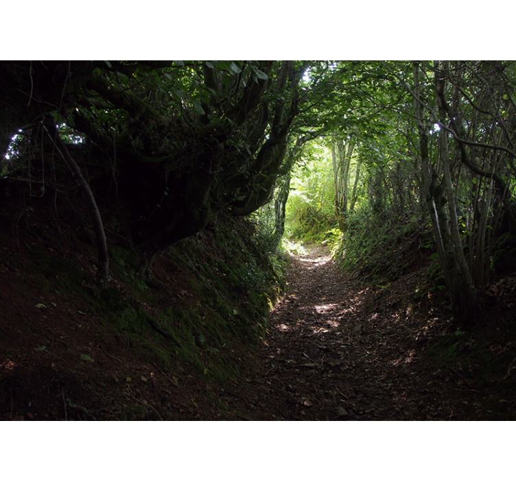 Foto tapete šumski staza kroz šumu - TenStickers