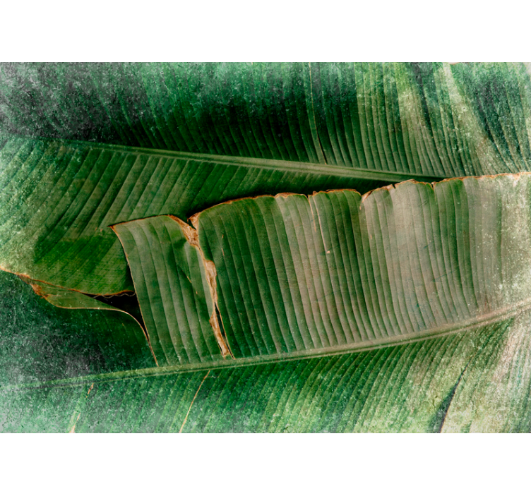 Zeleno lišće banane uzorak priroda zidni mural - TenStickers