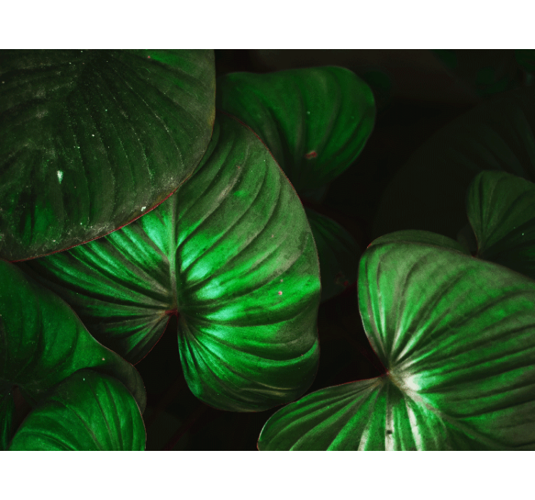 Tapete priroda Živopisni zeleni listovi - TenStickers