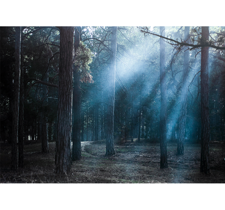 Foto tapete šumski maglovita maglovita staza - TenStickers