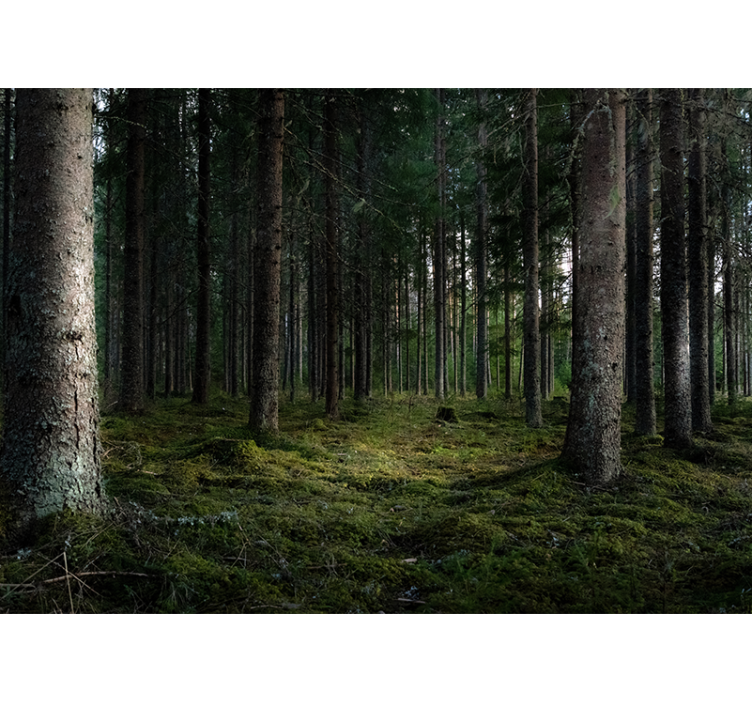 Foto tapete šumski spokojan krajolik - TenStickers