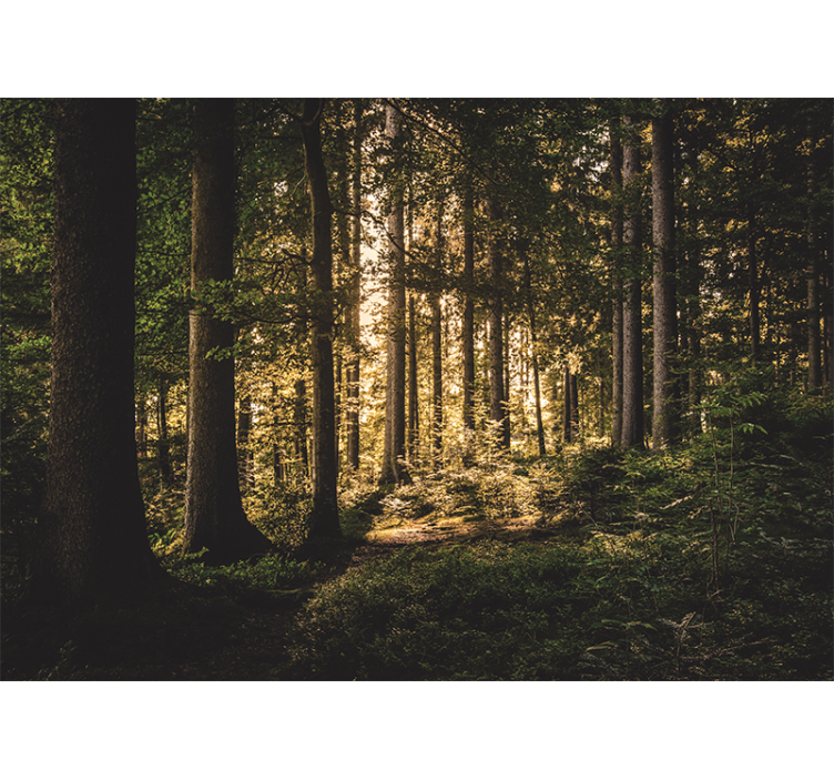 Foto tapete šumski svijetli šumski put - TenStickers