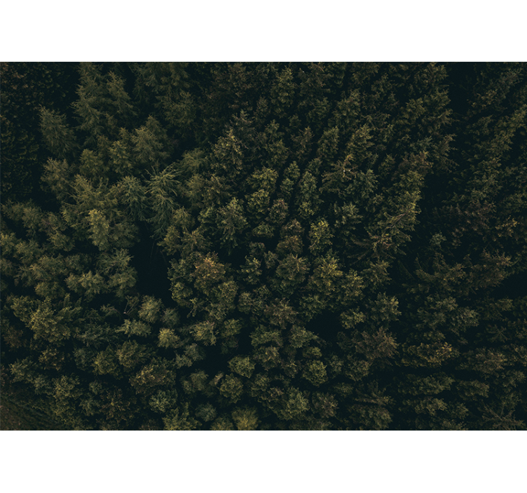 Tapete priroda bujni zeleni krošnja - TenStickers