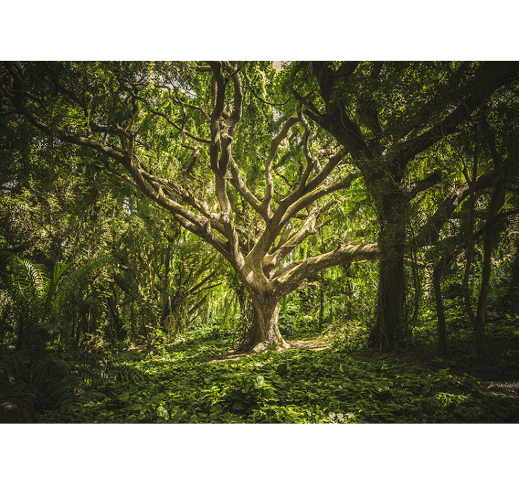 Foto tapete šumski veličanstvena krošnja drveća - TenStickers