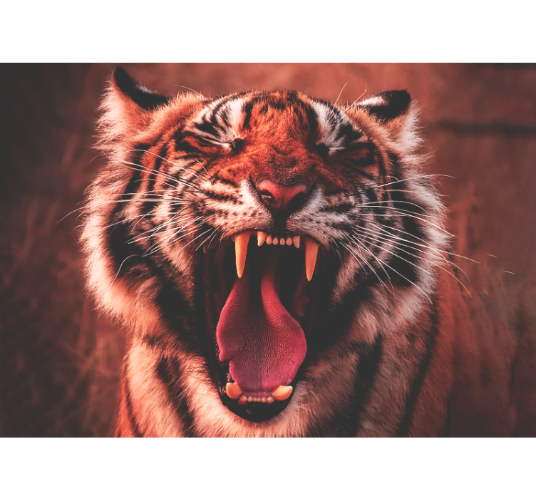 Foto tapeta majestic tiger roar - TenStickers