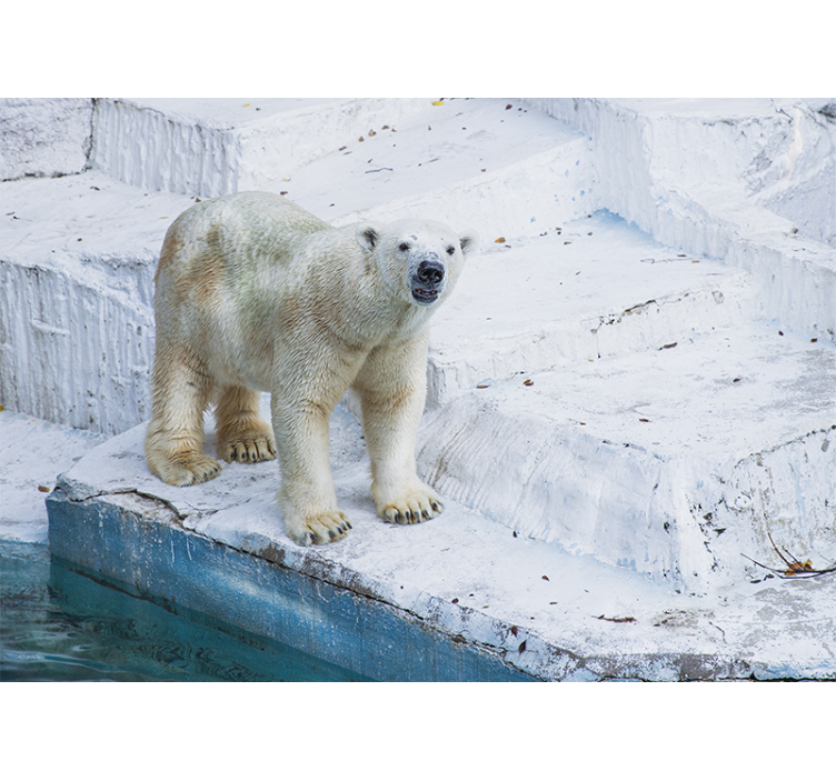 Zidni freske polarna medvjedica u stavu - TenStickers