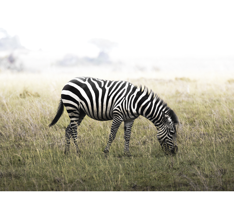 Prekrasna zebra s pozadinskim muralom savana - TenStickers