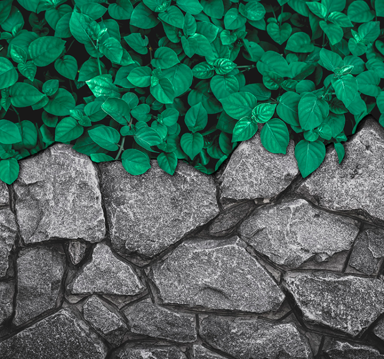 tapete priroda kontrast bujnog zelenila - TenStickers