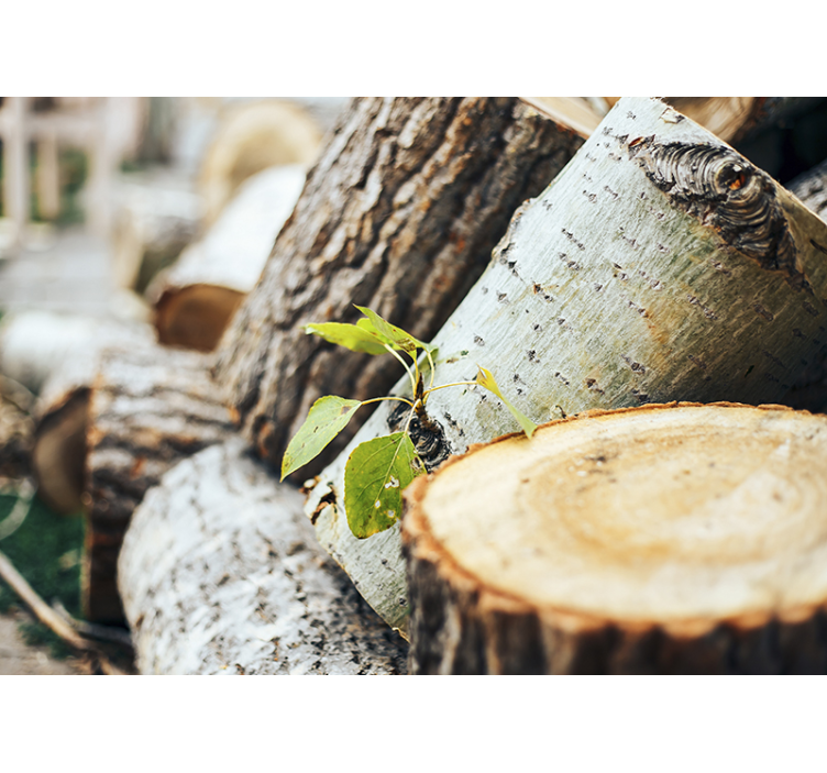 Foto tapete šumski raspored drvenih trupaca - TenStickers