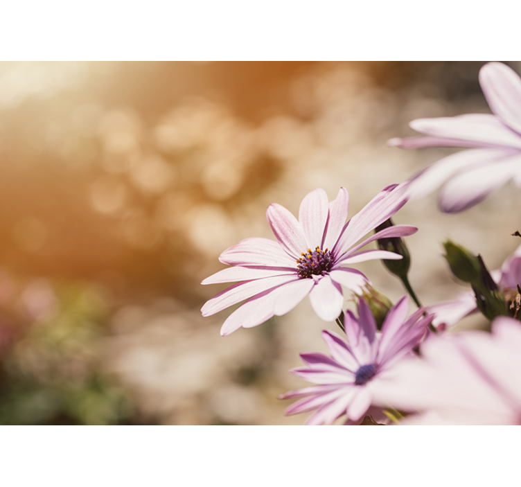 Prekrasne tratinčice ružičaste zidne freske - TenStickers