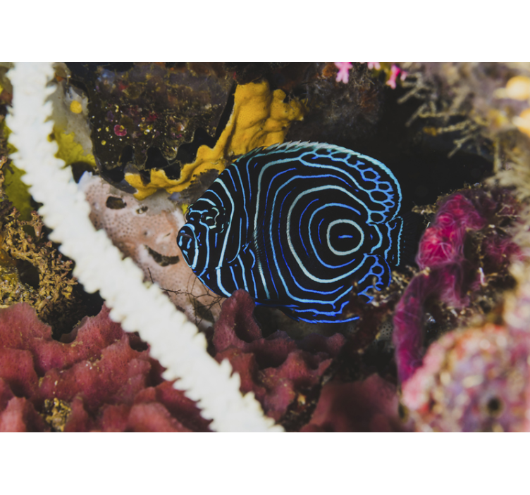 Zidni mural egzotične plave ribe - TenStickers