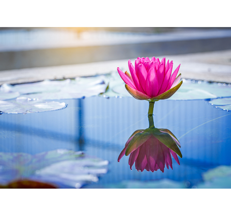 Foto tapete okruženje lotus cvijet mira - TenStickers