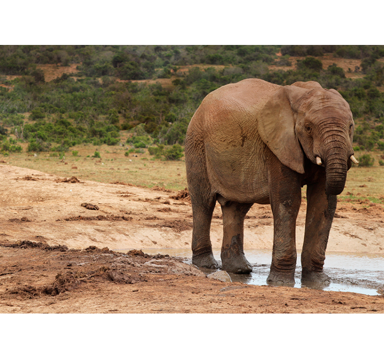 Zidni freske susret sa slonovima - TenStickers