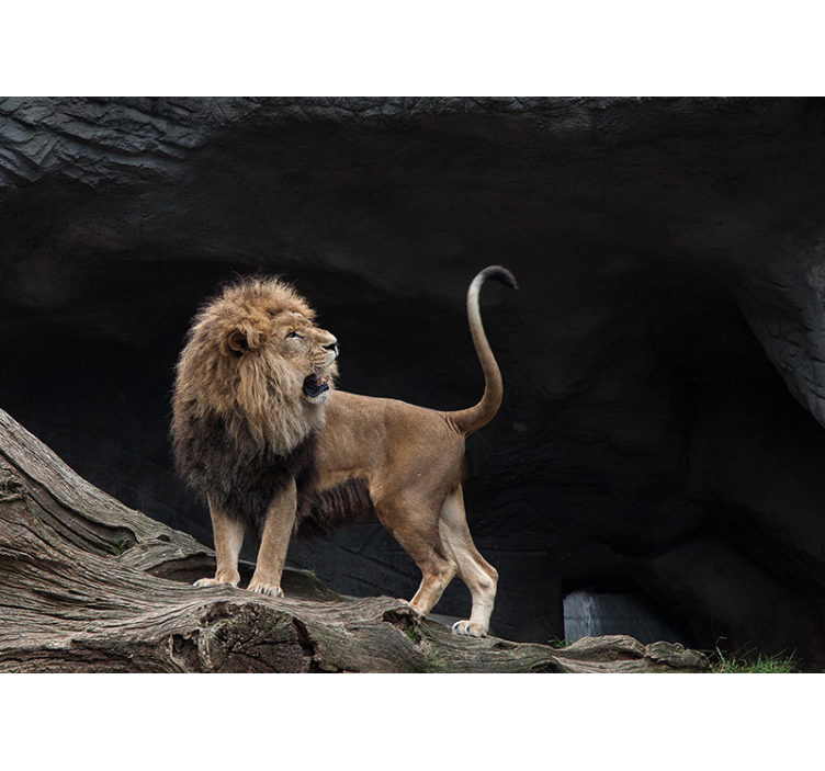 Lavovi s beskrajnim zidnim zidom u hodniku - TenStickers