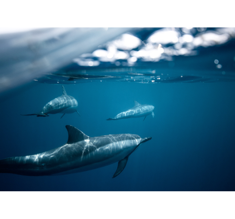 Dupini koji plivaju 3d zidni zid - TenStickers