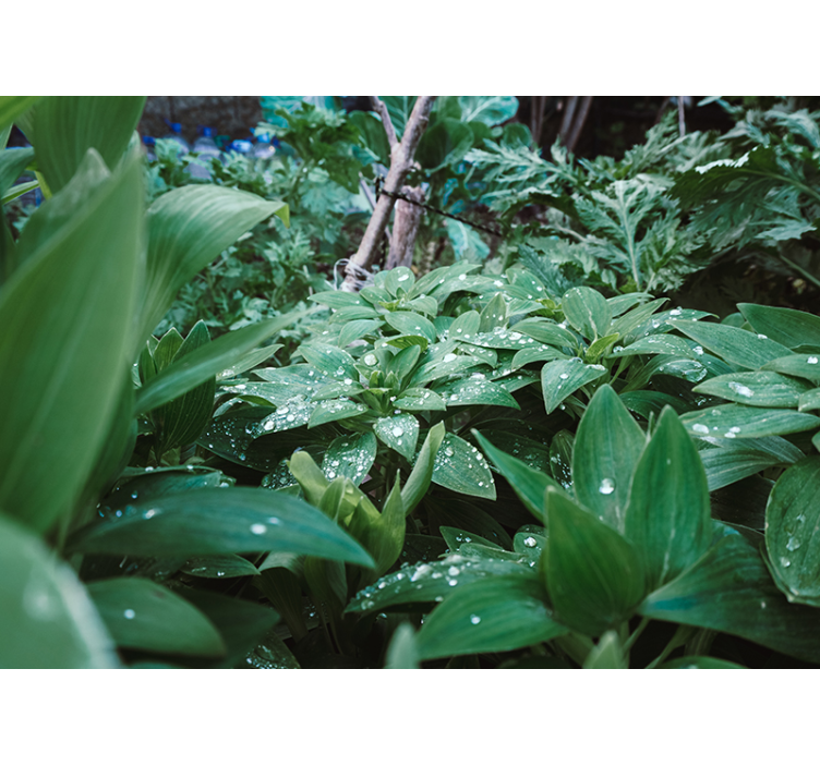 tapete priroda tekstura bujnog zelenila - TenStickers