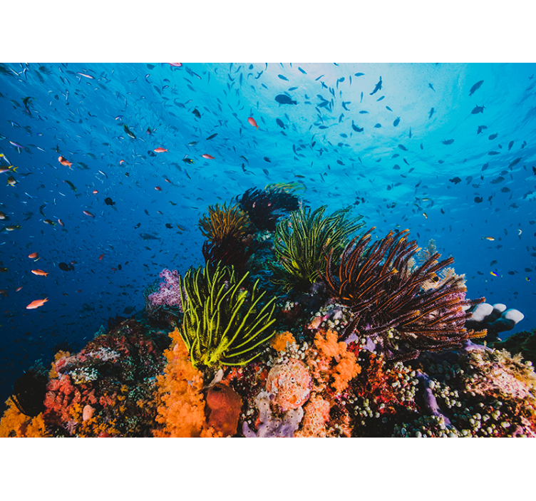 Foto tapeta podvodni koraljni raj - TenStickers