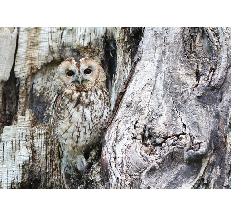 Maskirni zidni prikaz sove - TenStickers