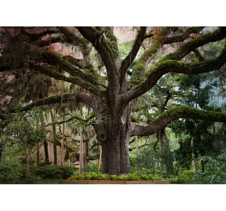 Foto tapete šumski veličanstveni hrast - TenStickers