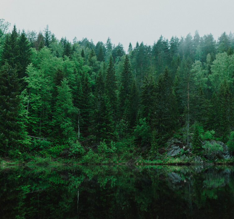 Foto tapete stabla duboko u šumiDuboko u šumi - TenStickers