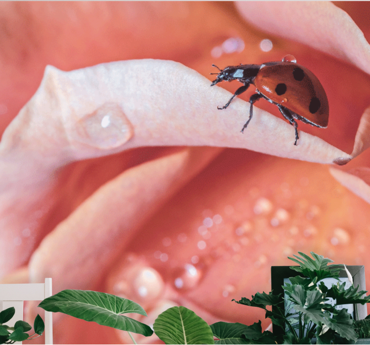 Foto tapete cvijet bubamara na laticu - TenStickers