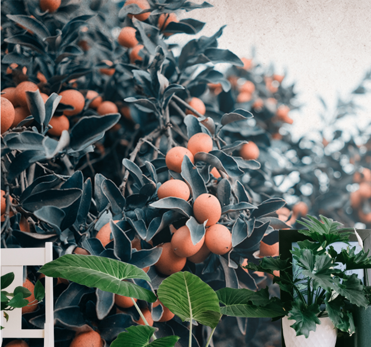 Foto tapete cvijet grana citrusa - TenStickers