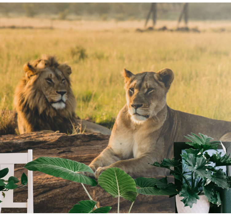 Foto tapete lavova veličanstveni par lavova - TenStickers