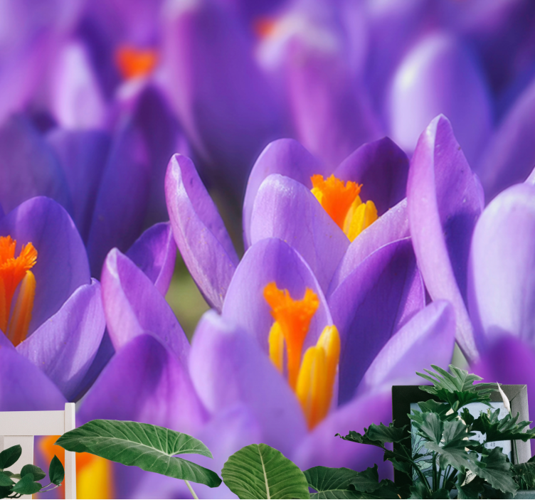 Ljubičasti i narančasti cvijet crocusa na zidu - TenStickers