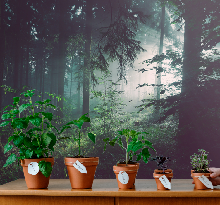 Tapete priroda zeleni šumski pejzaž - TenStickers