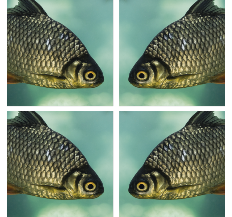 Prelijepi šaranski riba - TenStickers