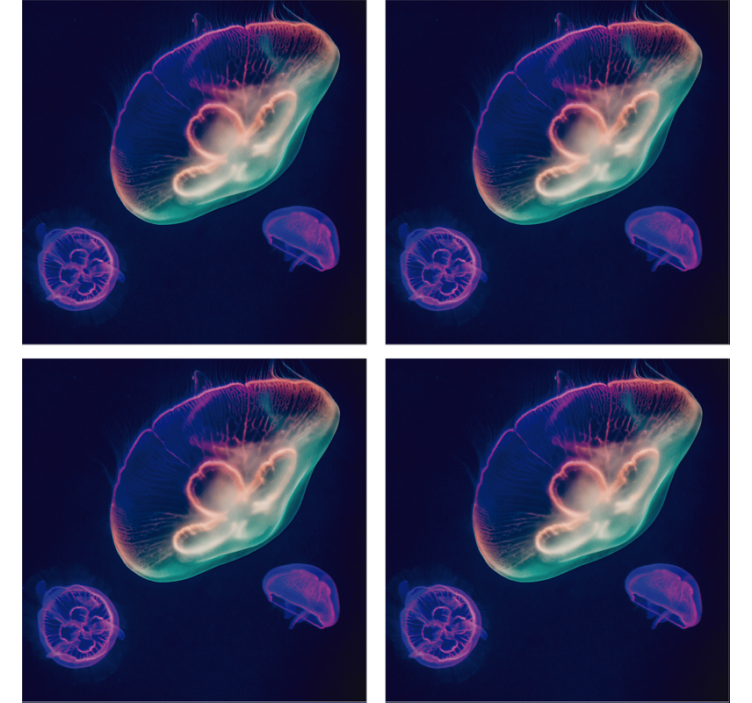 Prekrasne raznobojne medvjedice ribe - TenStickers