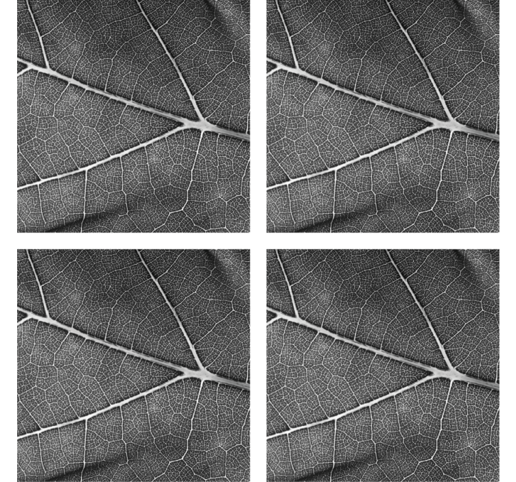 Podmetač za čaše s složenim uzorkom lišća - TenStickers