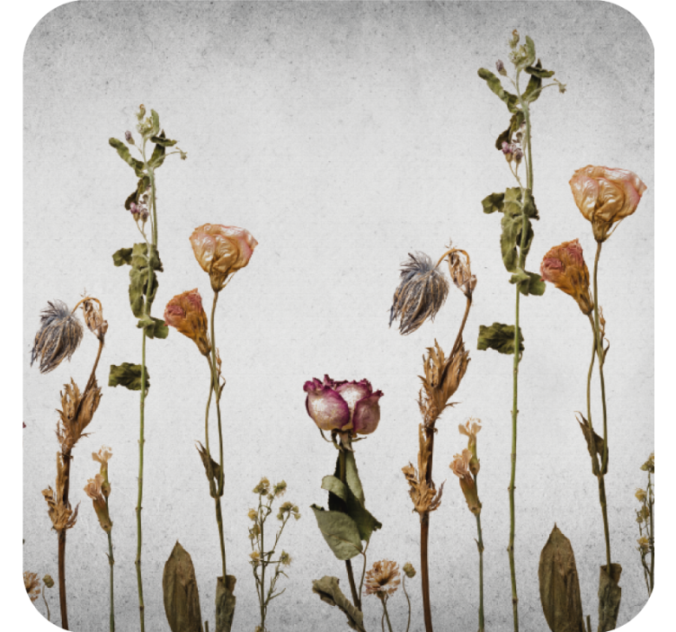 Podmetač za čaše s suhim cvjetnim aranžmanom - TenStickers