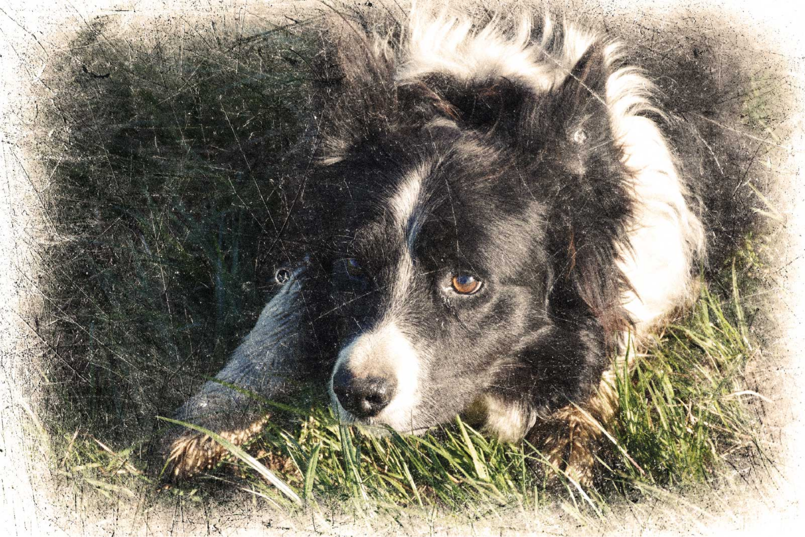 Poster druge životinje prilagođeni vintage efekt - TenStickers