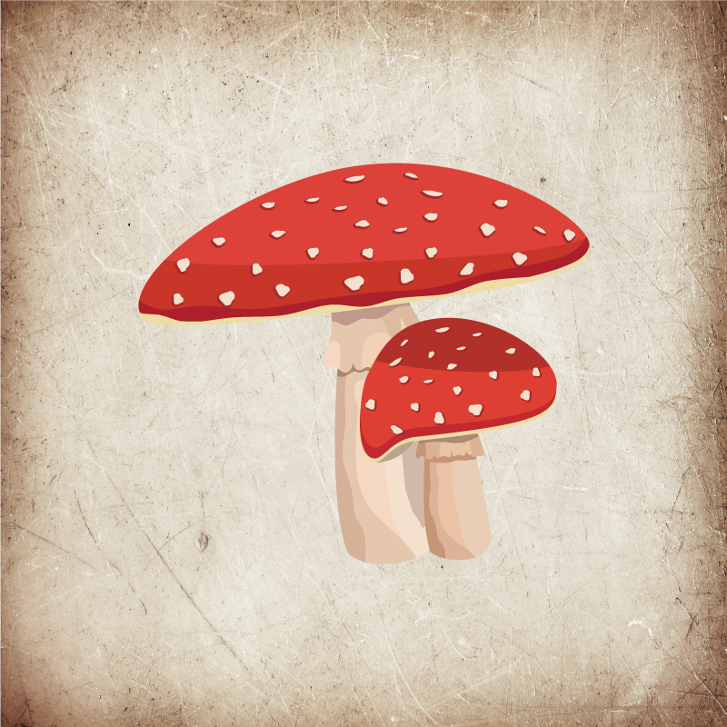Poster kuhinja ilustracija gljive amanita - TenStickers