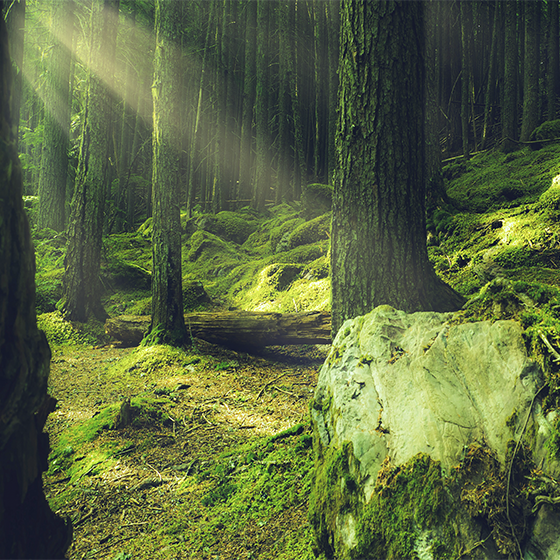 Poster dnevna soba stijene s mahovinom u šumi - TenStickers