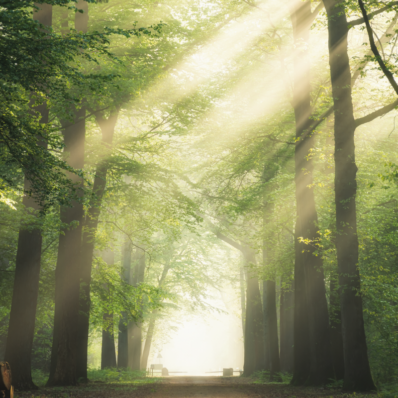 Poster dnevna soba zeleni šuma sa suncem - TenStickers