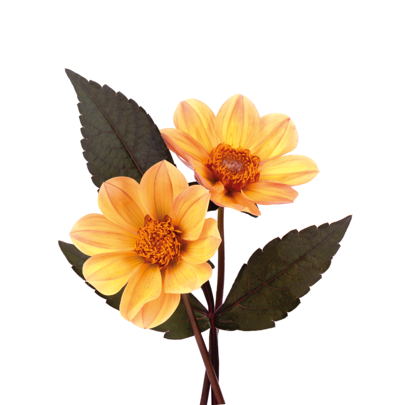 Poster cvijeće i biljke dva cvijeta - TenStickers