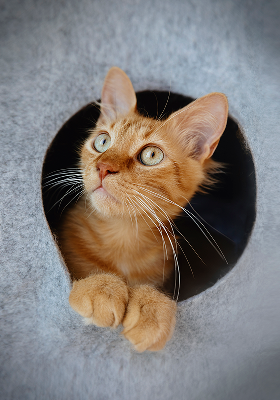 Dizajn tiska plakata mačke koja viri - TenStickers