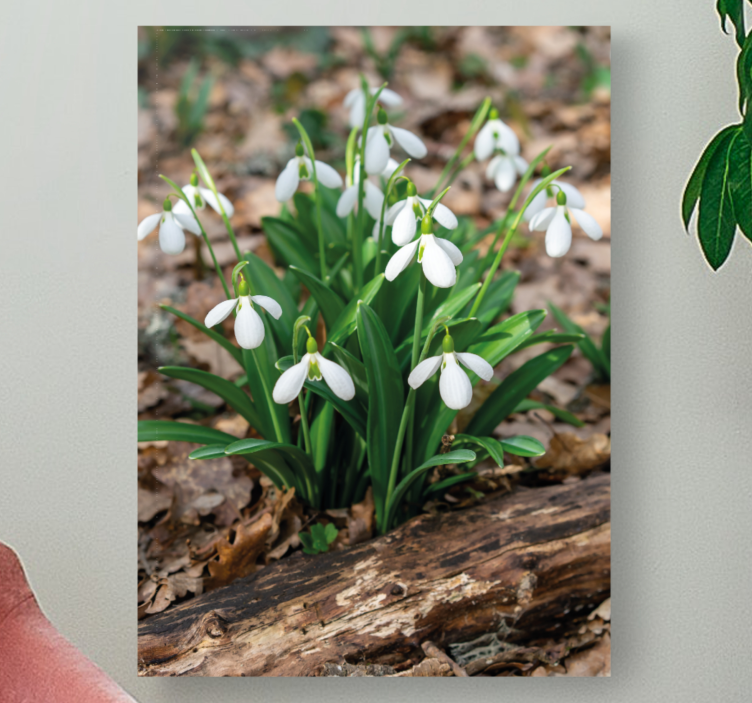 Snowdrops forrest landscape cvjetno platno - TenStickers