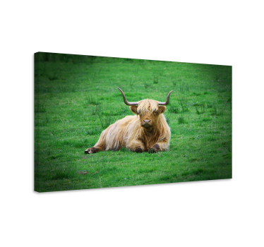 Slika na platnu životinje highland krava koja se odmara - TenStickers