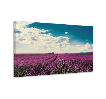 Slika na platnu cvijeće i biljke lavanda u polju - TenStickers