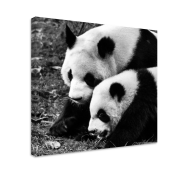 Slika na platnu životinje panda par u zagrljaju - TenStickers